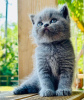 Photo №1. british shorthair - à vendre en ville de Miami Gardens | 300€ | Annonce № 98189