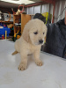 Photo №1. golden retriever - à vendre en ville de Munich | 200€ | Annonce №123439