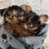 Photo №1. yorkshire terrier - à vendre en ville de Rovaniemen maalaiskunta Meltaus | 480€ | Annonce №116166