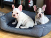 Photo №1. bouledogue - à vendre en ville de Paris | négocié | Annonce №76021