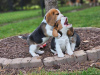 Photos supplémentaires: Chiots Beagle à adopter