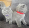 Photo №1. british shorthair - à vendre en ville de Düsseldorf | 350€ | Annonce № 108586