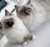 Photo №1. ragdoll - à vendre en ville de Калифорния Сити | négocié | Annonce № 116820