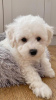 Photo №1. bichon à poil frisé - à vendre en ville de Dercekliai | Gratuit | Annonce №78521