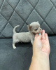 Photo №2 de l'annonce № 53078 de la vente chien-loup de saarloos - acheter à Arménie annonce privée