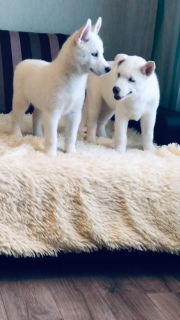 Photos supplémentaires: Beaux chiots Husky Sibériens d'un couple intelligent!