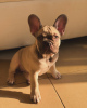 Photo №4. Je vais vendre bouledogue en ville de Dubai. annonce privée - prix - négocié