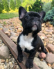 Photo №1. bouledogue - à vendre en ville de Штутгарт | 360€ | Annonce №120663