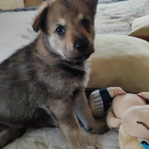 Photos supplémentaires: Chiots de chien-loup tchécoslovaque à vendre