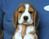 Photos supplémentaires: Chiots Beagle à vendre