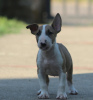 Photo №4. Je vais vendre bull terrier en ville de Belgrade. éleveur - prix - négocié