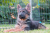 Photos supplémentaires: Chiots berger allemand