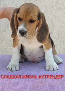 Photo №2 de l'annonce № 2685 de la vente beagle - acheter à Fédération de Russie de la fourrière