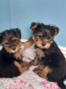 Photo №4. Je vais vendre yorkshire terrier en ville de Munich. annonce privée - prix - 246€