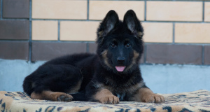 Photo №3. Chiots de berger allemand à poil long. Fédération de Russie