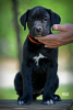 Photo №2 de l'annonce № 99737 de la vente cane corso - acheter à Serbie éleveur
