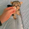 Photo №1. yorkshire terrier - à vendre en ville de Helsinki | 400€ | Annonce №80045