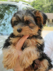 Photo №1. yorkshire terrier - à vendre en ville de Milan | négocié | Annonce №117510