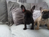 Photo №3. Chiots bouledogue français de la famille disponibles maintenant à la vente. Allemagne