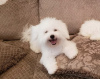 Photo №1. bichon à poil frisé - à vendre en ville de Kiev | négocié | Annonce №42665