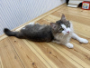 Photos supplémentaires: Une merveilleuse jeune chatte, la chaton Lisa, est à la recherche d'un foyer et
