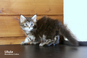 Photos supplémentaires: Maine Coon fille tortie couleur marbre