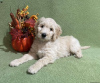 Photo №3. Chiots Goldendoodle F1B. Irlande