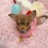 Photo №3. chiots chihuahua à vendre Business WhatsApp 37256348129. La finlande