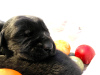 Photos supplémentaires: Schnauzer géant chiots mignons à vendre