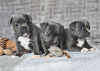 Photo №1. staffordshire bull terrier - à vendre en ville de Prague | négocié | Annonce №81734