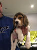 Photo №1. beagle - à vendre en ville de Berlin | 300€ | Annonce №100514