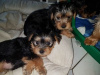 Photo №3. Deux belles chiots femelles Brewer Yorkie Terrier. PRÊT MAINTENANT !. Allemagne