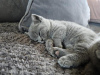 Photo №2 de l'annonce № 125396 de la vente british shorthair - acheter à Allemagne annonce privée