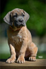 Photos supplémentaires: Chiots Cane Corso