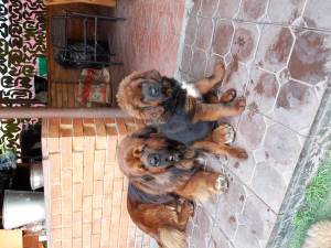 Photos supplémentaires: Mastiffs tibétains