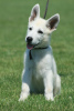 Photo №3. Chiots Berger Blanc Suisse. Serbie