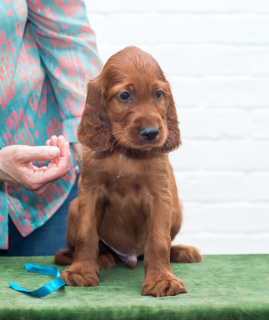 Photo №3. Chiots Setter Irlandais. Fédération de Russie