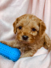 Photo №3. Beaux chiots Cavapoo Pour adoption gratuite. Allemagne