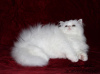 Photo №3. Superbe chaton-garçon persan de couleur blanche comme neige PER w, type moderne. Ukraine