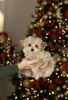 Photo №3. Fille Maltipoo, super mini, micro. Pologne