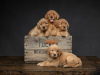 Photo №1. golden retriever - à vendre en ville de Helsinki | négocié | Annonce №88137