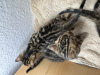 Photo №3. Magnifiques chatons bengals. Allemagne