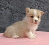 Photo №1. welsh corgi - à vendre en ville de Bačka Topola | négocié | Annonce №120005