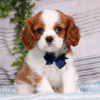 Photo №3. Belle santé Cavalier Puppies Business WhatsApp 37256062792. La finlande