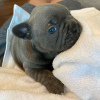 Photo №1. bouledogue - à vendre en ville de Graz | négocié | Annonce №88880