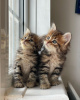 Photo №1. maine coon - à vendre en ville de Антверпен | Gratuit | Annonce № 120203