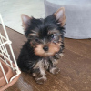 Photo №1. yorkshire terrier - à vendre en ville de Oulu | négocié | Annonce №94440