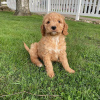 Photo №1. labradoodle - à vendre en ville de Gouvia | 350€ | Annonce №65067