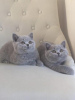 Photo №3. GCCF BSH Chatons bleus, un disponible. Allemagne