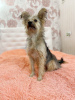 Photo №1. yorkshire terrier - à vendre en ville de Saint-Pétersbourg | Gratuit | Annonce №7852